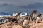 Antarctica, Petermann Island. Gentoo penguins and chicks at rookery. Art Print